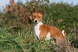 BASENJI 070